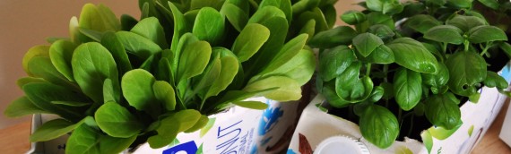 Let’s get growing!